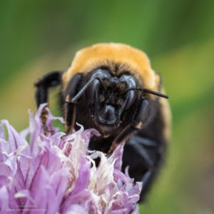 bumble bee image