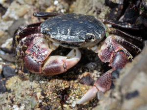 photo of crab