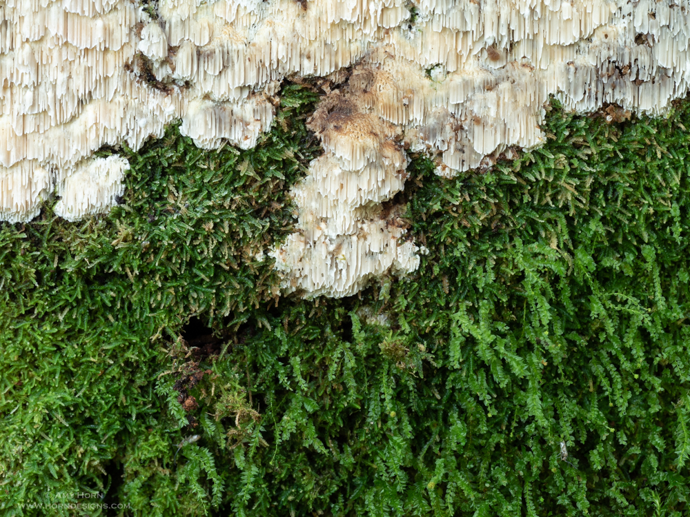 chicken mushroom and moss