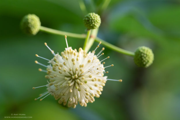 Buttonbush by Amy Horn