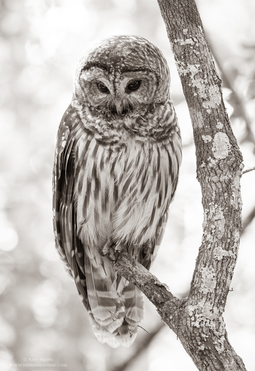 Barred owl captured with a tripod
