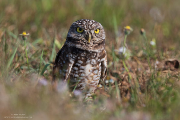 Photo of burrowing owl, Amy Horn