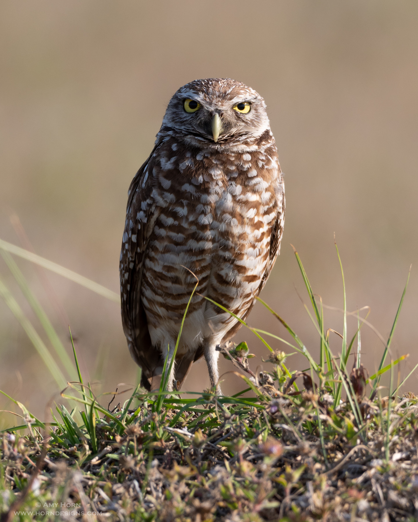burrowing owl image captured with a tripod