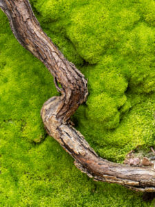 Green moss and tree root