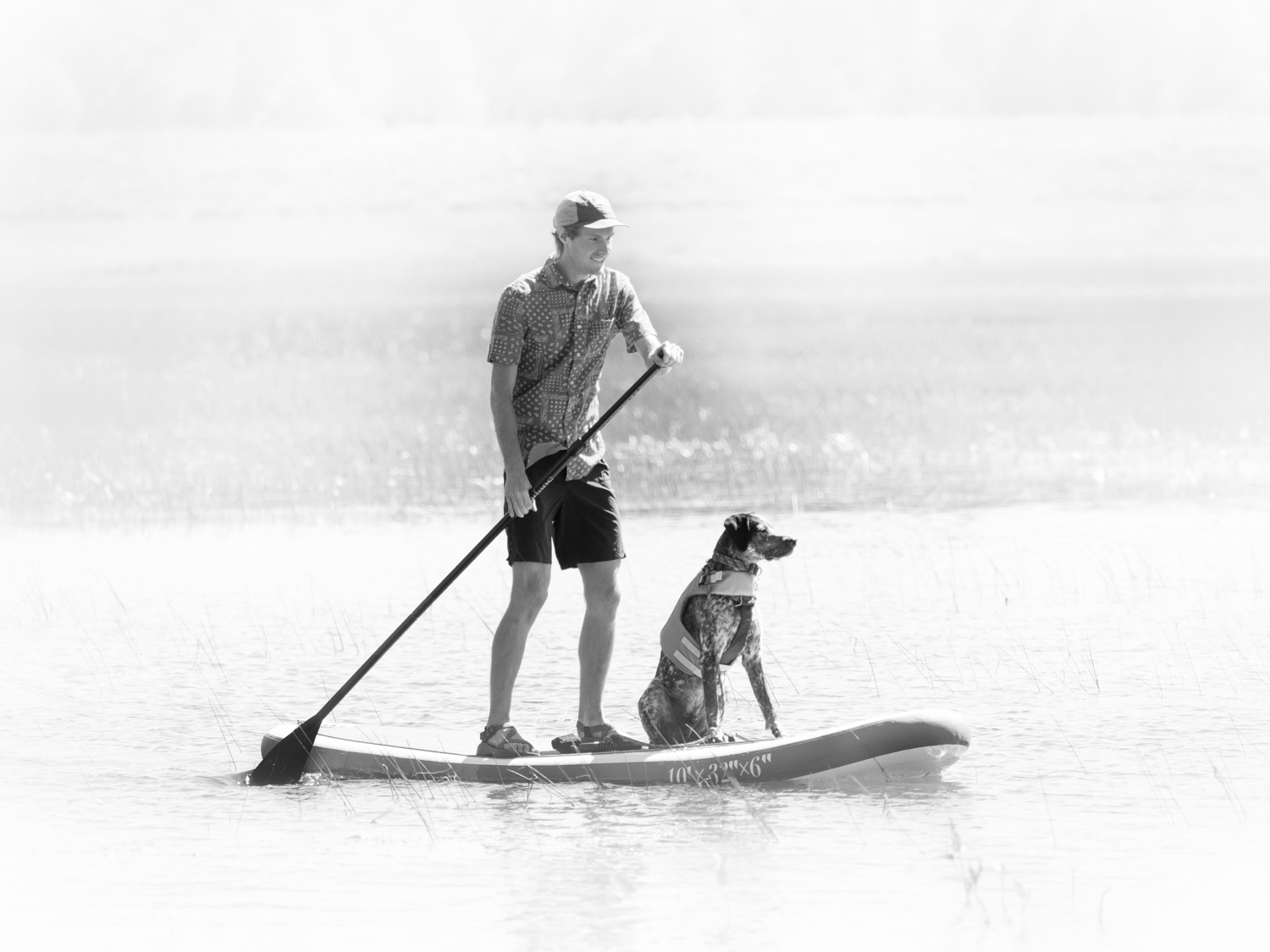 High key effect image of boy with dog on paddle board