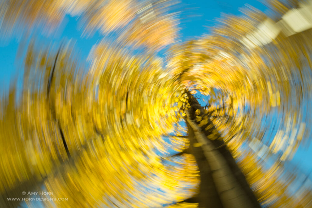 spin camera movement of aspen trees