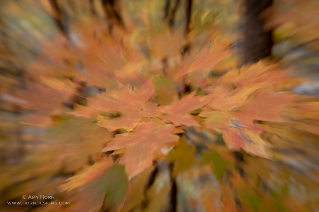 Zoom pulls image of maple leaves